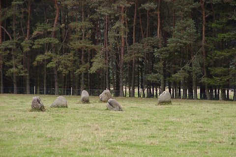 Fortingall W  Stone Circle, Perth and Kinross