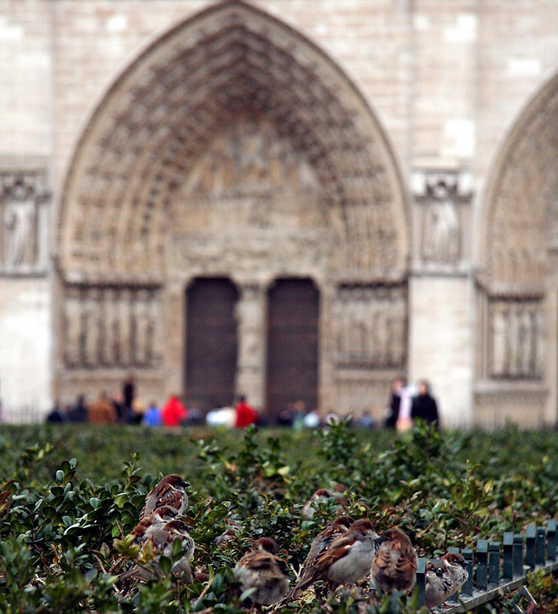 sparrows at Notre Dame